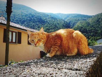 Cat yawning by tree against sky