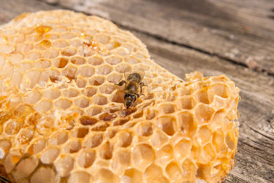 Close-up of bee on honeycomb