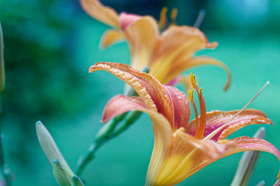 Close-up of day lily