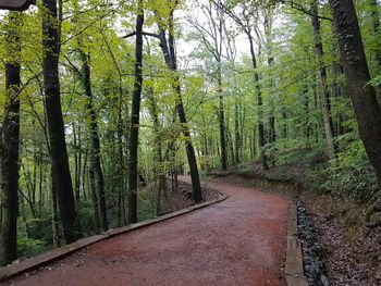 Footpath amidst trees in forest