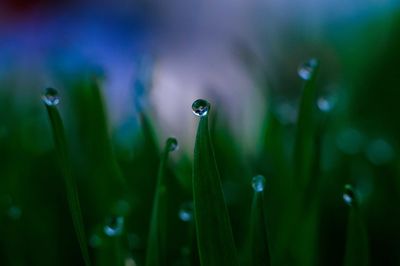 Close-up of wet grass in rainy season