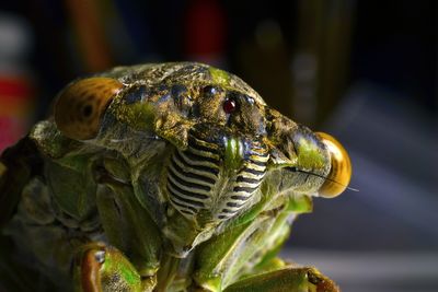 Close-up of cicada