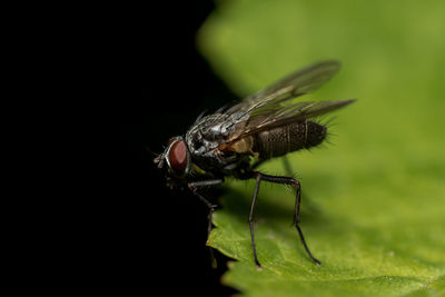 Close-up of housefly