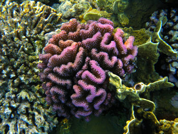 Close-up of coral in sea