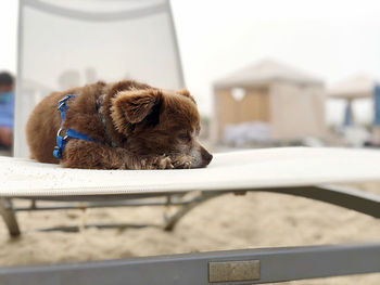 Close-up of a dog looking away