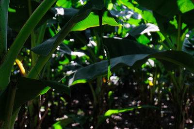 Close-up of plant