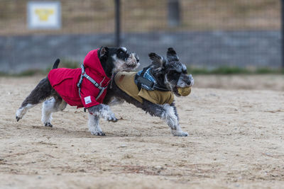 Dog running on sand
