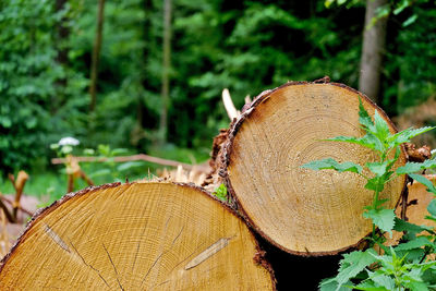 Close-up of hat on tree stump in forest