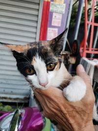 Close-up portrait of cat with hand