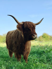 Highland cattle 