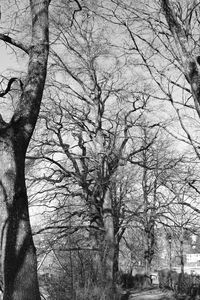 Bare tree against sky