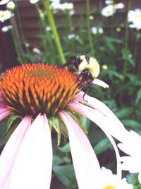 Close-up of bee pollinating on flower