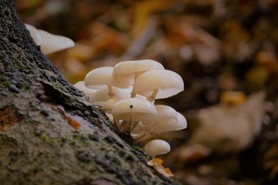 Close-up of mushrooms growing on tree trunk