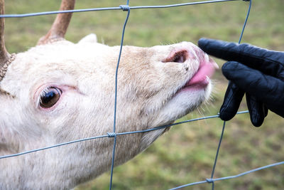 Close-up of horse