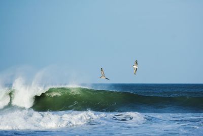 Birds flying over a rolling ocean wave