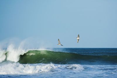 View of bird flying over sea against sky