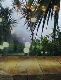 Close-up of palm trees against sky during rainy season