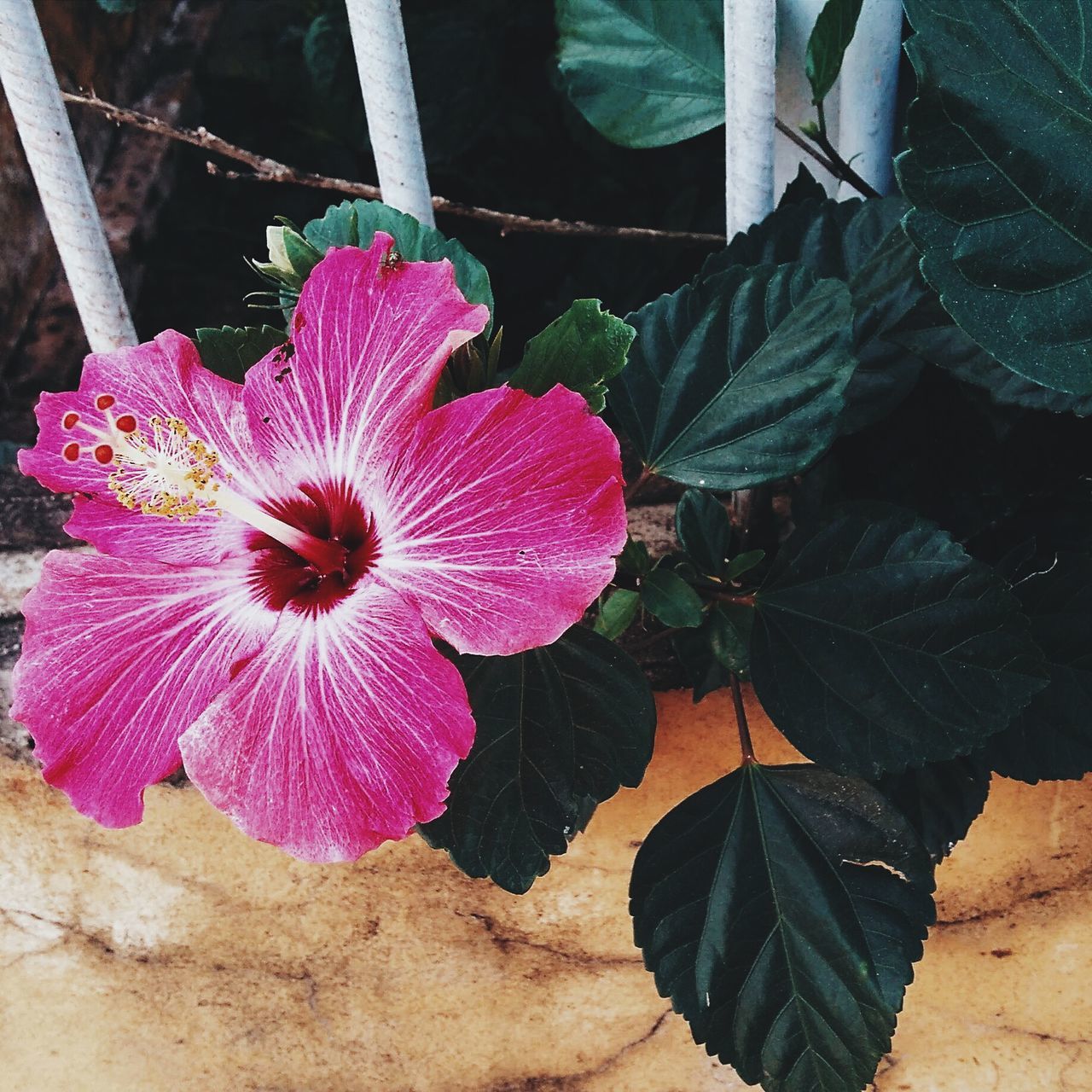 flower, growth, plant, nature, petal, flower head, beauty in nature, fragility, leaf, pink color, freshness, no people, outdoors, day, blooming, close-up, hibiscus