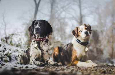 Portrait of dogs sitting outdoors