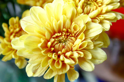 Close-up of yellow flowers blooming outdoors