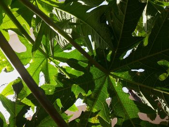 Close-up of fresh green plant