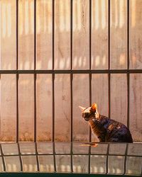 Cat looking away while sitting against wall