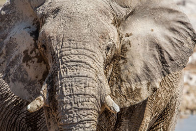 Close-up of elephant