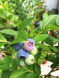 Close-up of fruits growing on tree