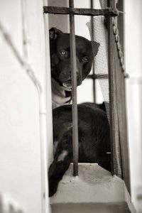 Close-up of monkey in cage