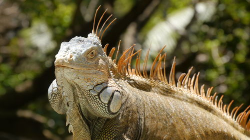 Low angle view to colorful male iguana