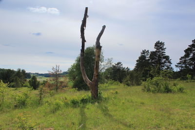 Trees on field against sky