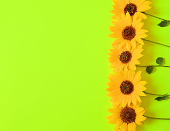 Close-up of yellow flowering plant