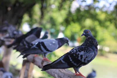 Close-up of pigeon perching on a tree