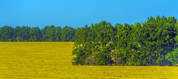 Scenic view of trees on field against clear sky