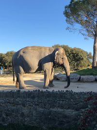 Side view of elephant walking on street