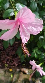 Close-up of pink flower