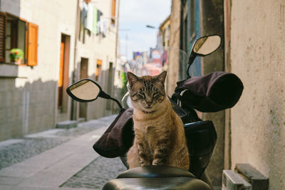 Cat looking away in city