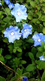 Close-up of blue flowers blooming outdoors