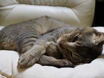 Close-up of resting cat