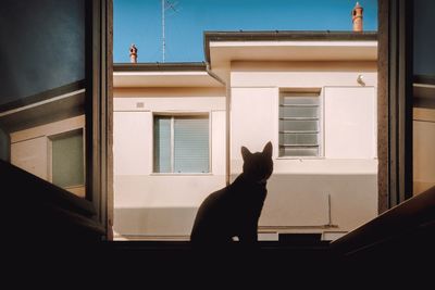 Cat sitting on window sill