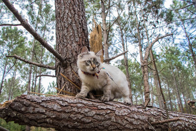 Low angle view of a cat sitting on tree trunk