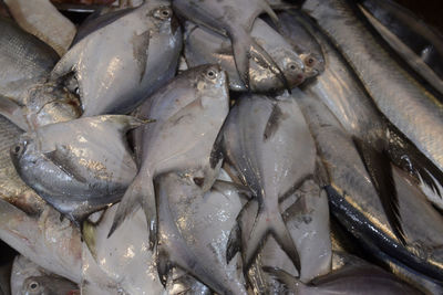 High angle view of fish for sale at market during night