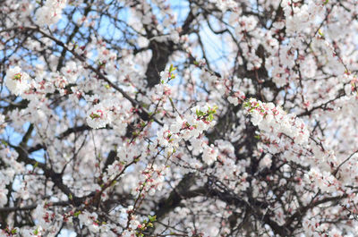 Close-up of cherry blossom