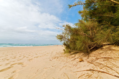 Scenic view of beach against sky