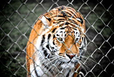 Close-up of tiger in cage at zoo