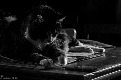 Cat resting on book at table