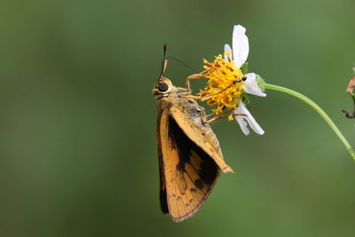 Close-up of butterfly pollinating on flower