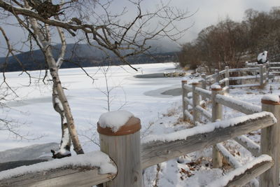 Snow covered land by bare trees