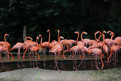 Flock of caribbean flamingos 