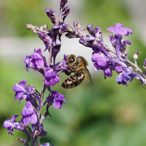 Close-up of bee on purple flowers